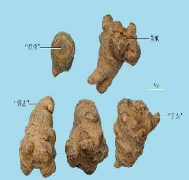 Chinese Herbal Recognition Platform
